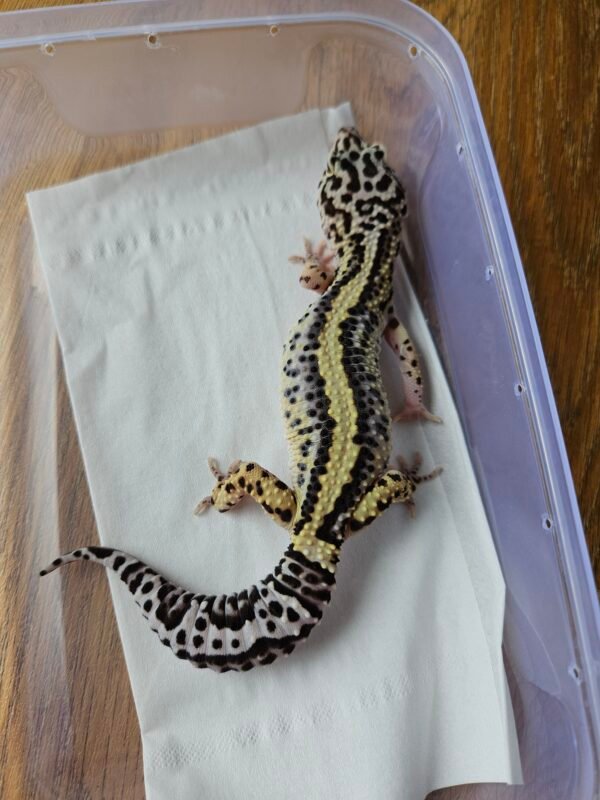 (L072) (Betina) Bold Stripe ph Tremper (10.10.24) Gecko Reptil Jakarta l Repjak