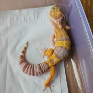 (B251670) (Betina) Tremper poss White and Yellow ph RAPTOR (Dob 25.9.25) Gecko Reptil Jakarta l Repjak
