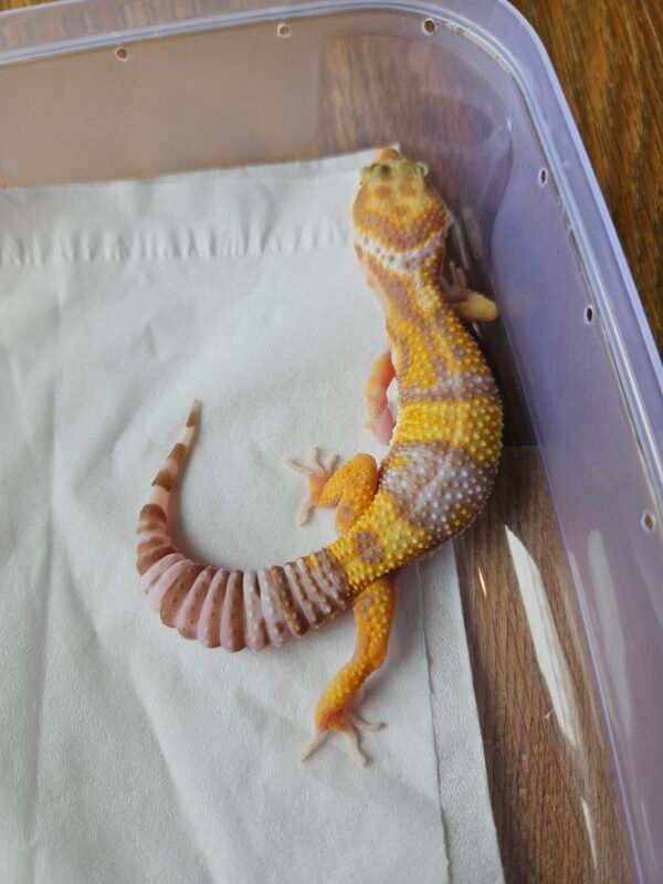 20251215_105104 (B251670) (Betina) Tremper poss White and Yellow ph RAPTOR (Dob 25.9.25) Gecko Reptil Jakarta l Repjak