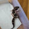 (R250680) (Jantan) Black Night ph Tremper (Dob 22.9.25) Gecko Reptil Jakarta l Repjak