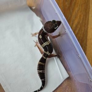 (R250680) (Jantan) Black Night ph Tremper (Dob 22.9.25) Gecko Reptil Jakarta l Repjak