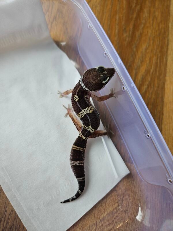 (R250680) (Jantan) Black Night ph Tremper (Dob 22.9.25) Gecko Reptil Jakarta l Repjak