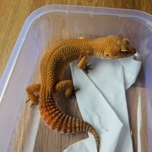(L100) (Betina) SHTCTB "Dark" Line ph Tremper (Dob 20.7.24) Gecko Reptil Jakarta l Repjak