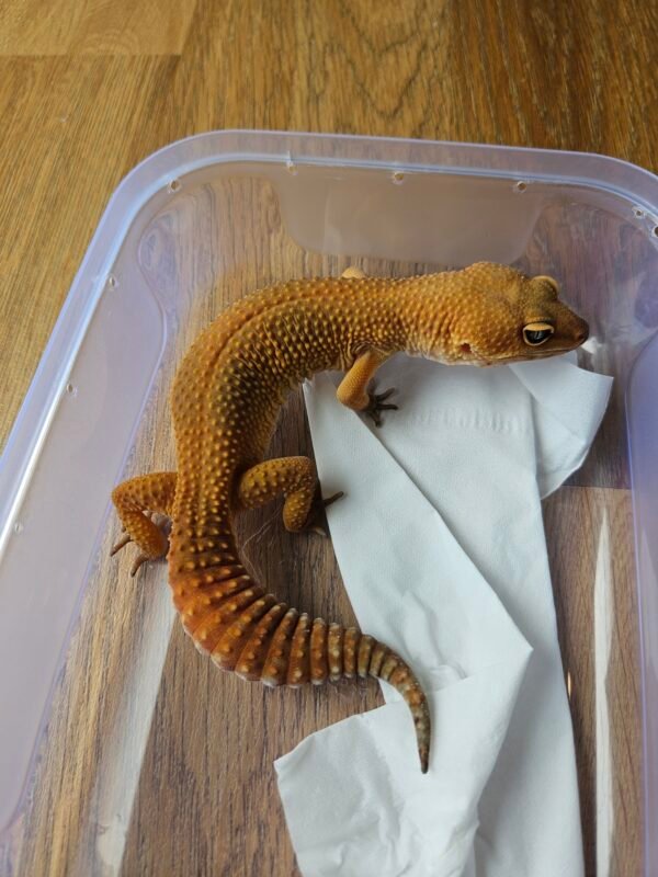 20251215_105136 (L100) (Betina) SHTCTB "Dark" Line ph Tremper (Dob 20.7.24) Gecko Reptil Jakarta l Repjak