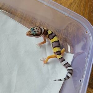 (R250917) (Incub Betina) Wild Type ph Tremper (Dob 14.11.25)  Gecko Reptil Jakarta l Repjak