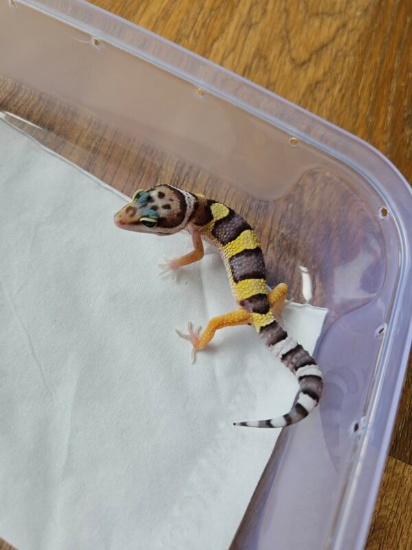 (R250917) (Incub Betina) Wild Type ph Tremper (Dob 14.11.25)  Gecko Reptil Jakarta l Repjak