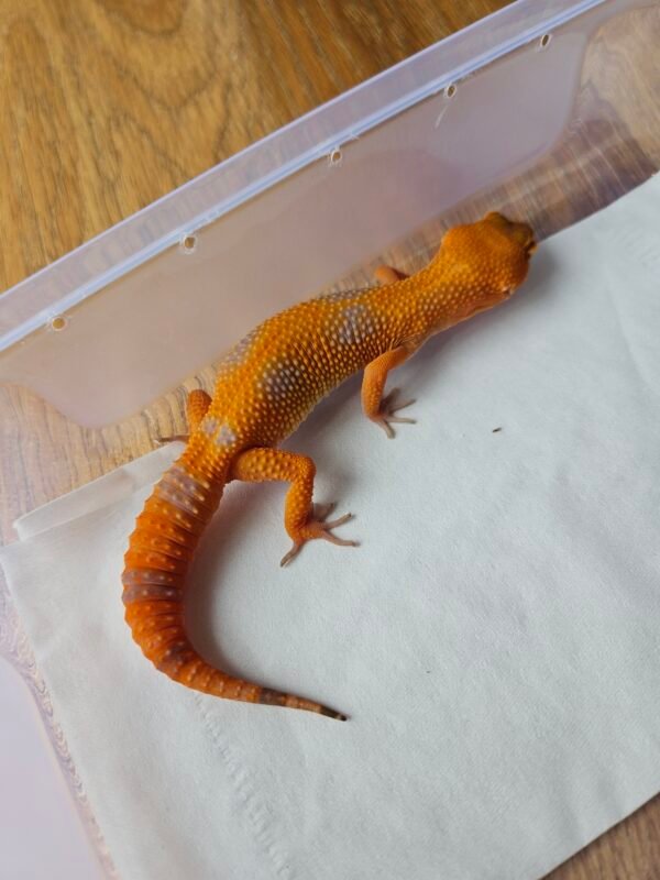 (R250678) (Betina) Sunglow Tomato (Dob 21.9.25) (Big Body) Gecko Reptil Jakarta l Repjak
