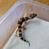 (R250933) (Incub Jantan) Black Night Cross ph Tremper MP (Dob 18.11.25) Gecko Reptil Jakarta l Repjak