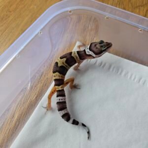 (R250933) (Incub Jantan) Black Night Cross ph Tremper MP (Dob 18.11.25) Gecko Reptil Jakarta l Repjak