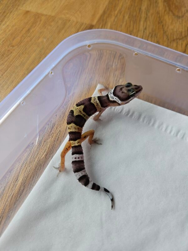 (R250933) (Incub Jantan) Black Night Cross ph Tremper MP (Dob 18.11.25) Gecko Reptil Jakarta l Repjak