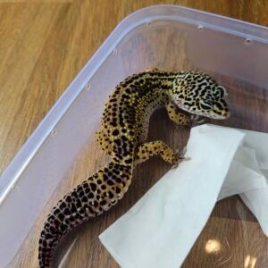 (L192) (Betina) Tangerine Black Night ph Tremper (Dob 20.10.24) Gecko Reptil Jakarta l Repjak