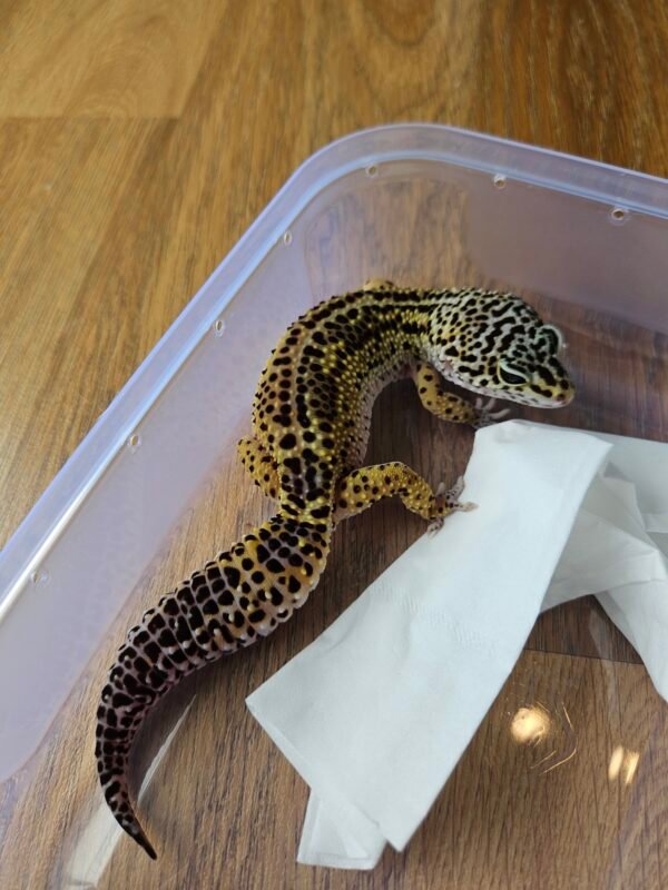 (L192) (Betina) Tangerine Black Night ph Tremper (Dob 20.10.24) Gecko Reptil Jakarta l Repjak