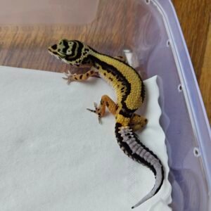 (B251375) (Betina) Bold Stripe ph Tremper (Dob 7.9.25) (Minus) Gecko Reptil Jakarta l Repjak