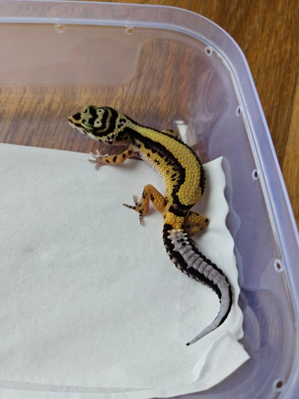 (B251375) (Betina) Bold Stripe ph Tremper (Dob 7.9.25) (Minus) Gecko Reptil Jakarta l Repjak