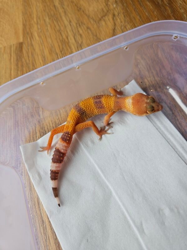 (B251403) (Betina) Sunglow (Dob 2.10.25) Gecko Reptil Jakarta l Repjak