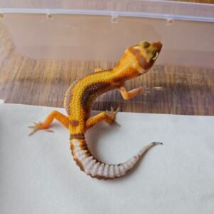 20251215_105559 (R250733) (Betina) White and Yellow Tremper Bold Stripe het RAPTOR (Dob 2.10.25)Gecko Reptil Jakarta l Repjak