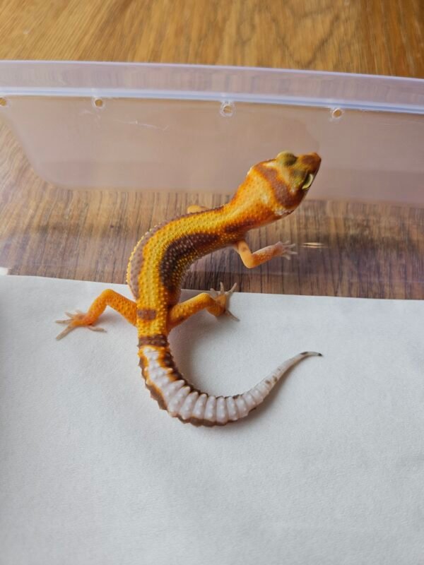 (R250733) (Betina) White and Yellow Tremper Bold Stripe het RAPTOR (Dob 2.10.25)Gecko Reptil Jakarta l Repjak
