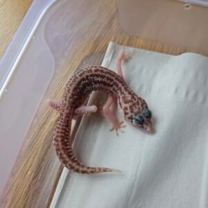 20251215_105639 (B250866) (Betina) Super RAPTOR (Dob 21.8.25) Gecko Reptil Jakarta l Repjak