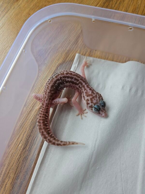 (B250866) (Betina) Super RAPTOR (Dob 21.8.25) Gecko Reptil Jakarta l Repjak