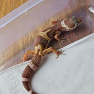 20251215_105833 (B251465) (Betina) Chocolate het RAPTOR (Dob 28.9.25) Gecko Reptil Jakarta l Repjak
