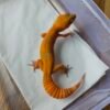 (B251660) (Betina) Sunglow Tomato Line (Dob 26.9.25) Gecko Reptil Jakarta l Repjak