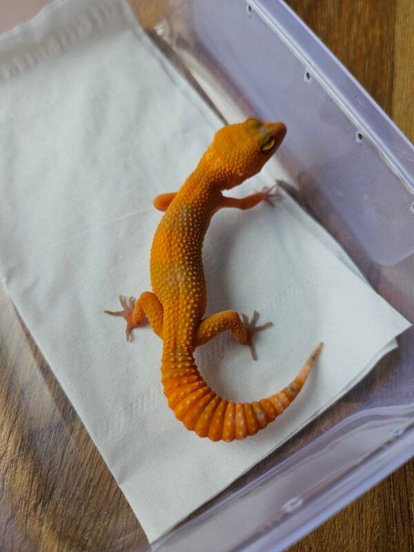 (B251660) (Betina) Sunglow Tomato Line (Dob 26.9.25) Gecko Reptil Jakarta l Repjak