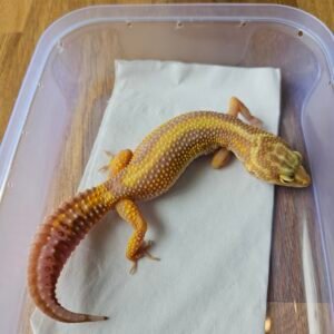 (L135) (Betina) Tremper Bold Stripe (Dob 24.9.24) Gecko Reptil Jakarta l Repjak (Copy) (Copy)