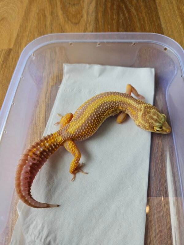 (L135) (Betina) Tremper Bold Stripe (Dob 24.9.24) Gecko Reptil Jakarta l Repjak (Copy) (Copy)