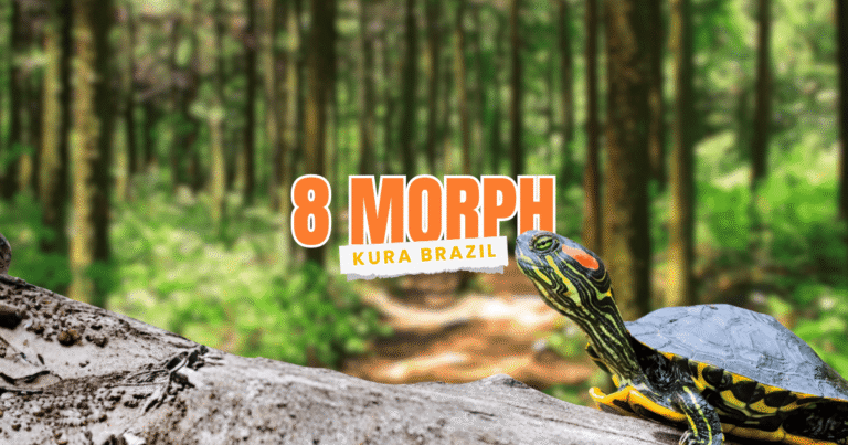 jenis morph kura kura brazil red eared slider res