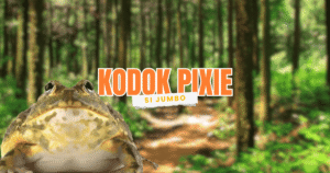 kodok pixie african giant bullfrog dipelihara