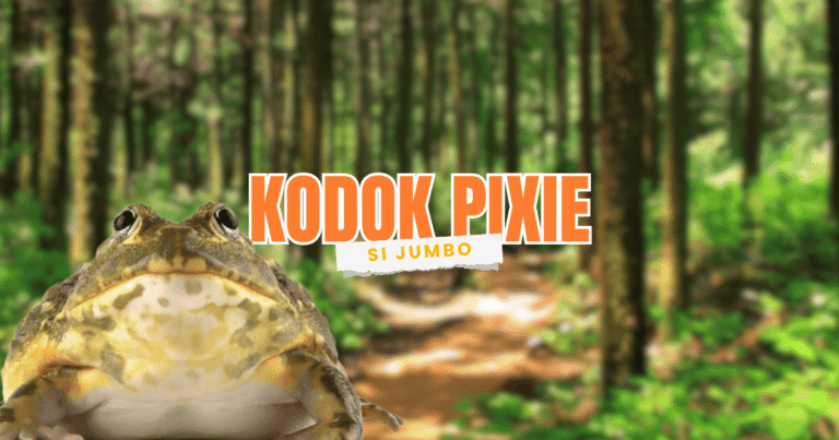 kodok pixie african giant bullfrog dipelihara