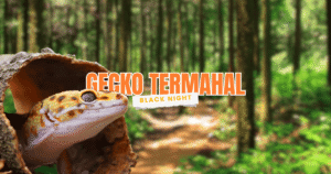 black night leopard gecko termahal