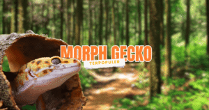 jenis morph leopard gecko terpopuler di indonesia