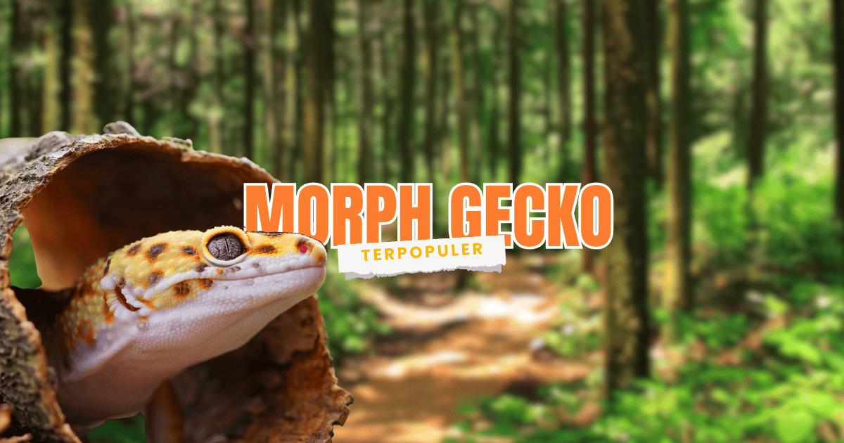 jenis morph leopard gecko terpopuler di indonesia