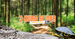 kura kura venusta, yellow belly, brazil res