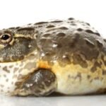 kodok pixie african giant bullfrog