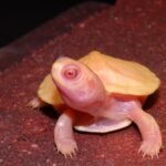 Kura Brazil RES Morph Lubino