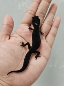 Leopard Gecko Black Night, jenis gecko termahal