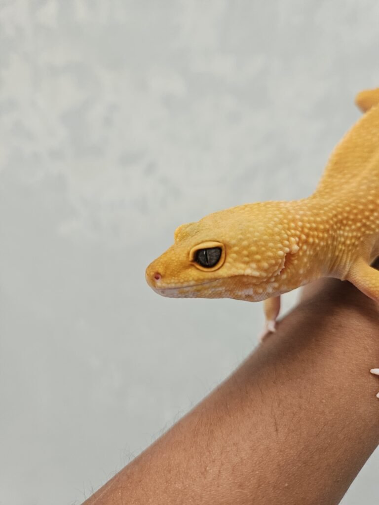 Jual gecko sunglow & shtctb