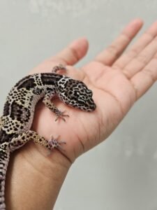 Tips memilih leopard gecko yang sehat