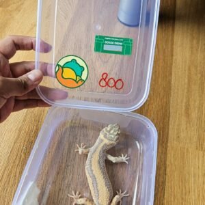 (L193) (Betina) Bell Albino Bold Stripe (Dob 21.10.24) Gecko Reptil Jakarta l Repjak