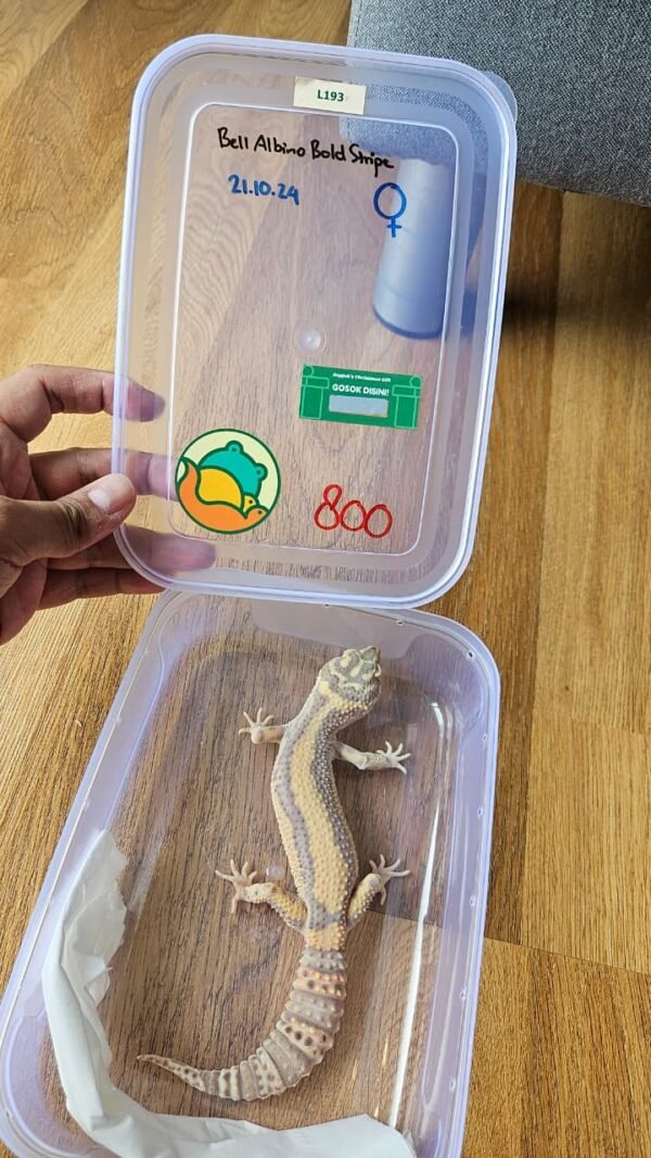 (L193) (Betina) Bell Albino Bold Stripe (Dob 21.10.24) Gecko Reptil Jakarta l Repjak