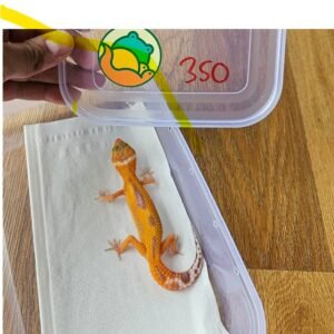 (B251716) (Betina) Tremper Emerine Broken Reverse Stripe ph RAPTOR (Dob 13.10.25) Gecko Reptil Jakarta l Repjak