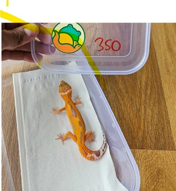 (B251716) (Betina) Tremper Emerine Broken Reverse Stripe ph RAPTOR (Dob 13.10.25) Gecko Reptil Jakarta l Repjak