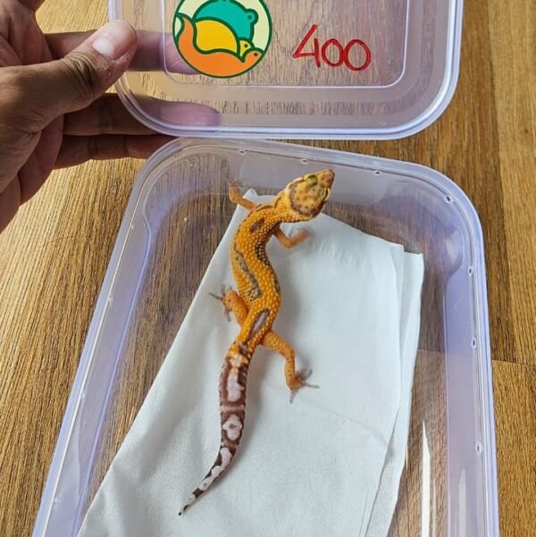 (B251708) (Betina) Tremper Emerine Jungle (Dob 25.9.25) Gecko Reptil Jakarta l Repjak