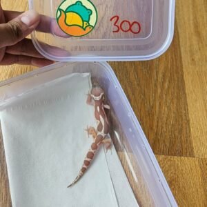 (R250891) (Jantan) Mack Snow RAPTOR Black Night Cross (Dob 4.11.25) (RARE) Gecko Reptil Jakarta l Repjak