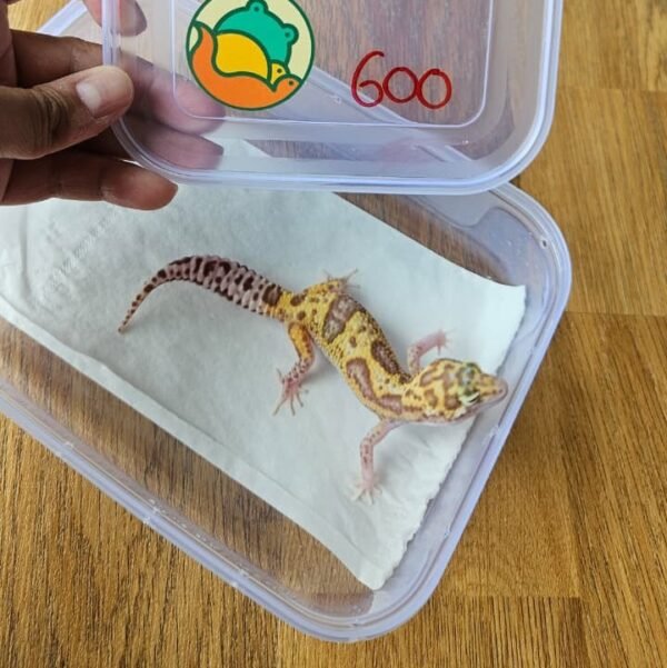 (B251209) (Jantan) White and Yellow Mack Snow RAPTOR (Dob 5.8.25) (Rare) Gecko Reptil Jakarta l Repjak