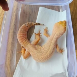 (L069) (Betina) Sunglow (Dob 29.8.24) Gecko Reptil Jakarta l Repjak