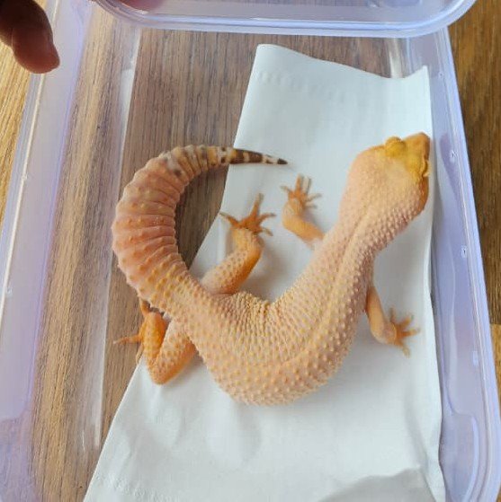 (L069) (Betina) Sunglow (Dob 29.8.24) Gecko Reptil Jakarta l Repjak