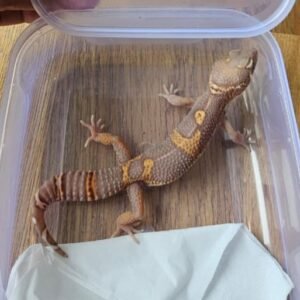 (B250433) (Jantan) Black Night Bell Albino (Dob 16.7.25) (RARE) Gecko Reptil Jakarta l Repjak